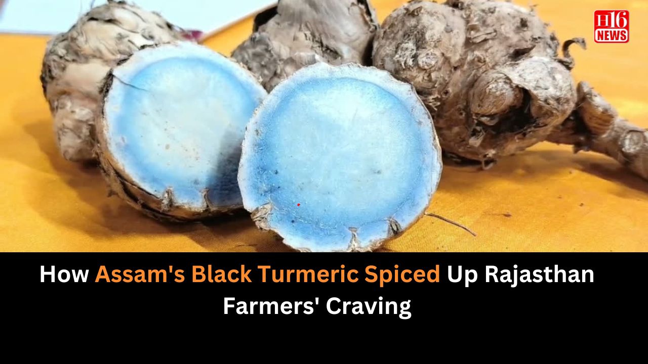 How Assam's Black Turmeric Spiced Up Rajasthan Farmers' Craving